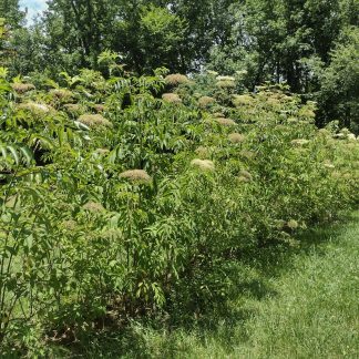 Elderberry Cuttings