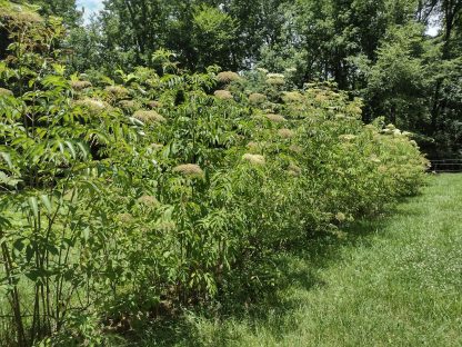 Elderberry Cuttings