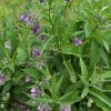 Comfrey