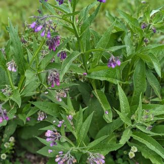 Comfrey Root Cuttings