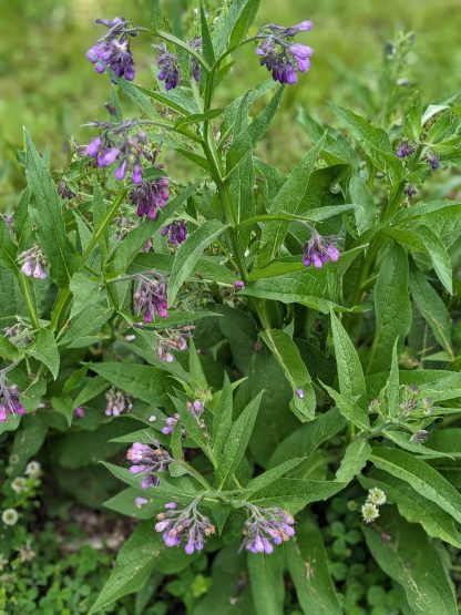 Comfrey Root Cuttings