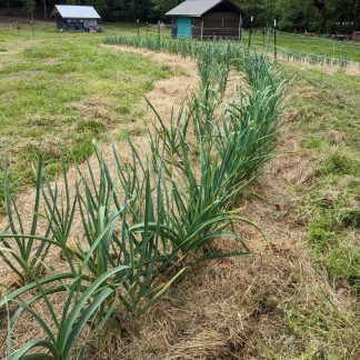 Garlic