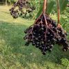 Fresh Elderberries - 3 lb - Image 3