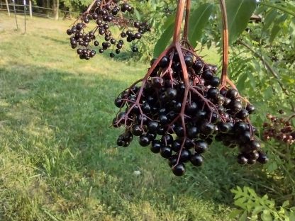 Fresh Elderberries - 3 lb - Image 3