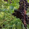 Fresh Elderberries - 3 lb - Image 2