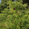 Fresh Elderberries - 3 lb - Image 5