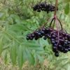 Fresh Elderberries - 3 lb - Image 4