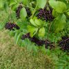 Fresh Elderberries - 3 lb