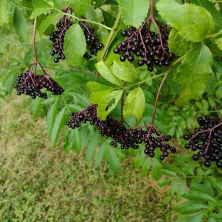 Fresh Elderberries - 3 lb