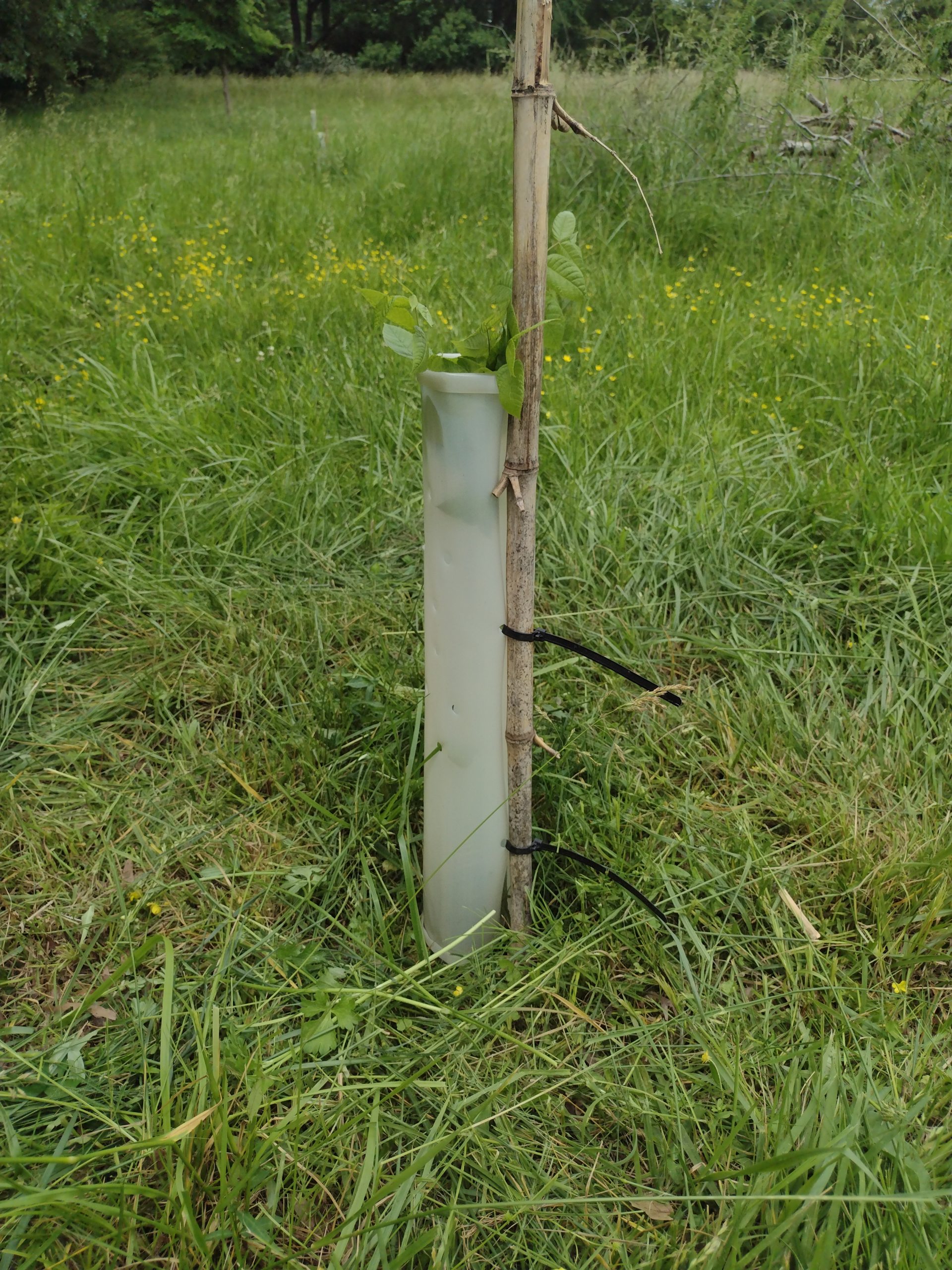 Tree tube with stake and black walnut tree